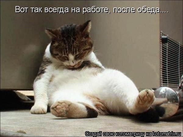 Вот так всегда на работе, после обеда....... Котоматрица: Вот так всегда на работе, после обеда....
