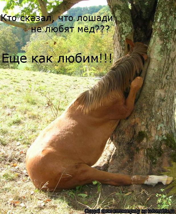Котоматрица: Кто сказал, что лошади Еще как любим!!! не любят мёд???