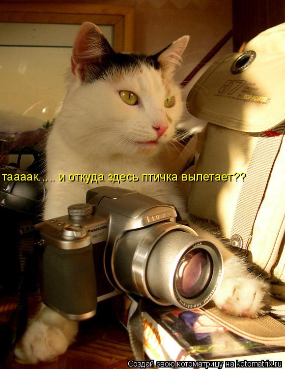 таааак..... и откуда здесь птичка вылетает??... Котоматрица: таааак..... и откуда здесь птичка вылетает??