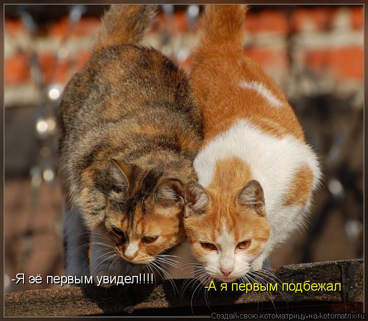 Котоматрица: -Я эё первым увидел!!!! -А я первым подбежал