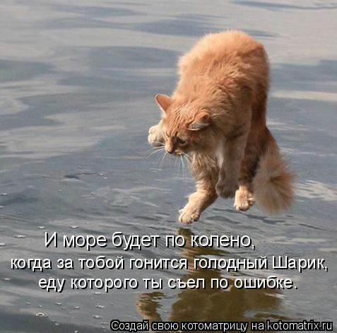 И море будет по колено, когда за тобой гонится голодный Шарик, еду которого ты съел по ошибке.... Котоматрица: И море будет по колено, когда за тобой гонится голодный Шарик, еду которого ты съел по ошибке.