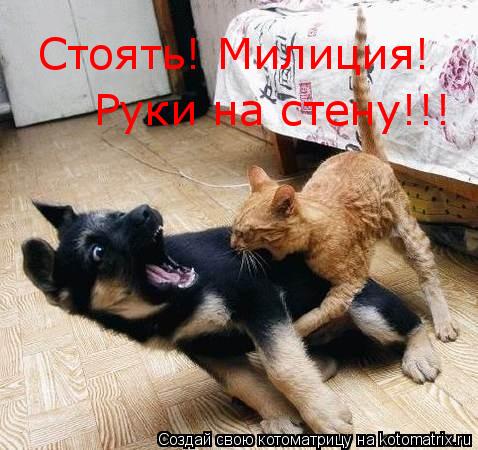 Котоматрица: Стоять! Милиция!  Руки на стену!!!