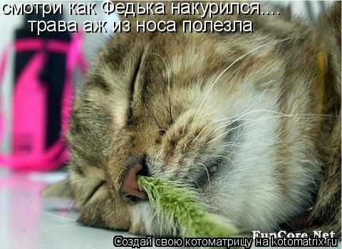 Котоматрица: смотри как Федька накурился....  трава аж из носа полезла