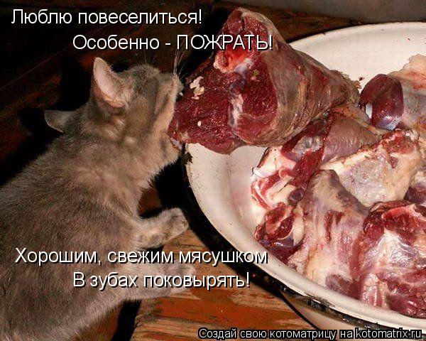 Люблю повеселиться! Особенно - ПОЖРАТЬ! Хорошим, свежим мясушком В зубах поковырять!... Котоматрица: Люблю повеселиться! Особенно - ПОЖРАТЬ! Хорошим, свежим мясушком В зубах поковырять!