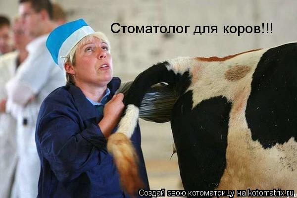 Котоматрица: Стоматолог для коров!!!