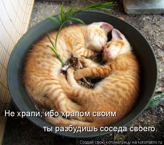 Не храпи, ибо храпом своим ты разбудишь соседа своего.... Котоматрица: Не храпи, ибо храпом своим ты разбудишь соседа своего.