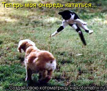 Теперь моя очередь кататься...... Котоматрица: Теперь моя очередь кататься...