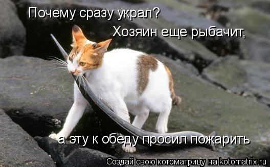 Почему сразу украл? Хозяин еще рыбачит, а эту к обеду просил пожарить... Котоматрица: Почему сразу украл? Хозяин еще рыбачит, а эту к обеду просил пожарить