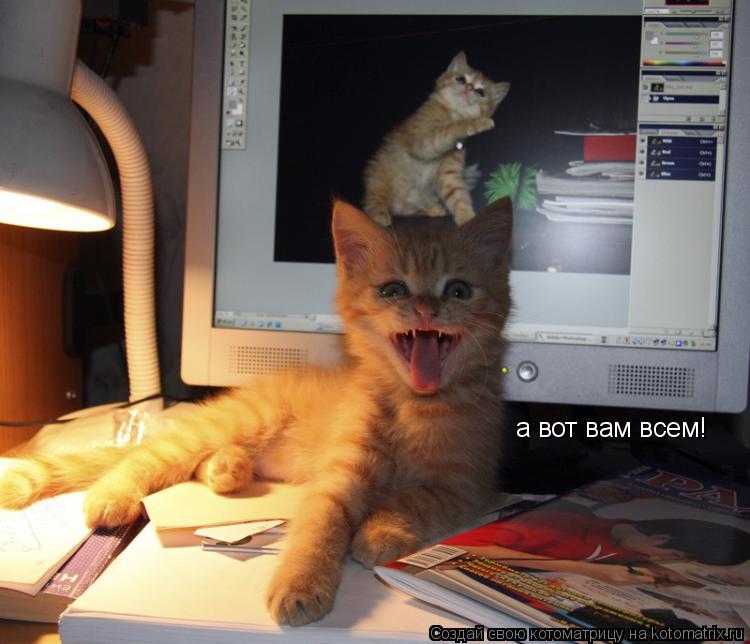 Котоматрица: а вот вам всем!