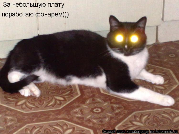 За небольшую плату поработаю фонарем)))... Котоматрица: За небольшую плату поработаю фонарем)))