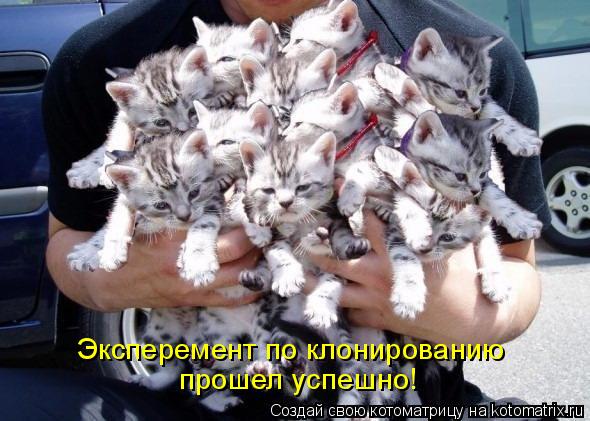 Котоматрица: Эксперемент по клонированию прошел успешно!