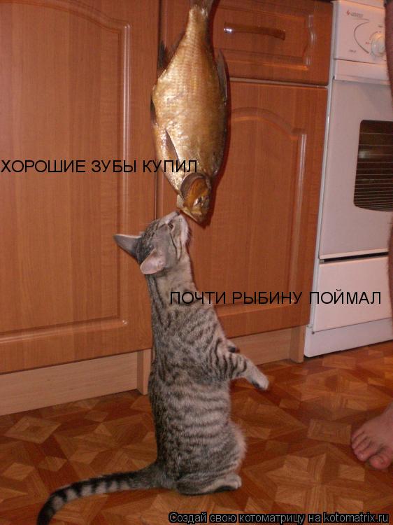 ХОРОШИЕ ЗУБЫ КУПИЛ ПОЧТИ РЫБИНУ ПОЙМАЛ... Котоматрица: ХОРОШИЕ ЗУБЫ КУПИЛ ПОЧТИ РЫБИНУ ПОЙМАЛ