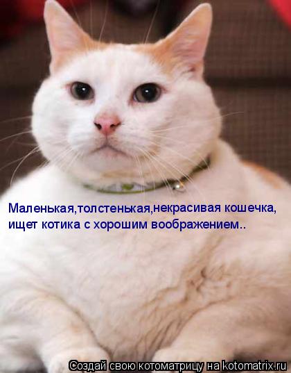 Маленькая,толстенькая, некрасивая кошечка, ищет котика с хорошим воображением..... Котоматрица: Маленькая,толстенькая, некрасивая кошечка, ищет котика с хорошим воображением..
