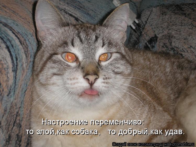 Настроение переменчиво: то злой,как собака, то добрый,как удав.... Котоматрица: Настроение переменчиво: то злой,как собака, то добрый,как удав.