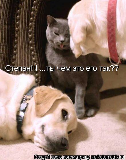 Степан!!! ...ты чем это его так??... Котоматрица: Степан!!! ...ты чем это его так??