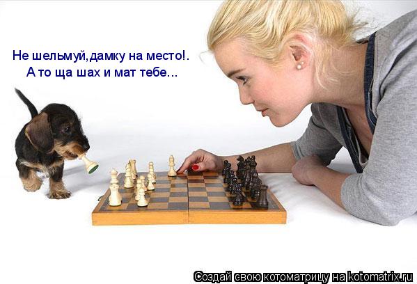 Не шельмуй,дамку на место!. А то ща шах и мат тебе...... Котоматрица: Не шельмуй,дамку на место!. А то ща шах и мат тебе...