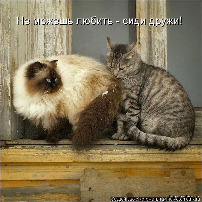 Не можешь любить - сиди дружи!... Котоматрица: Не можешь любить - сиди дружи!