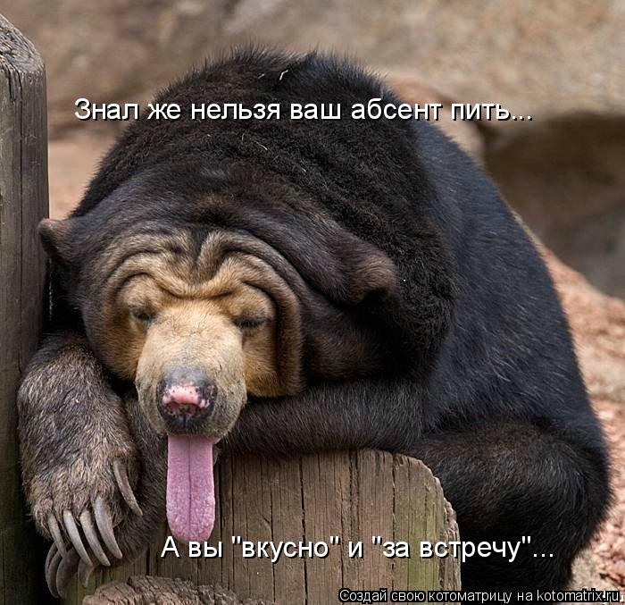 Котоматрица: Знал же нельзя ваш абсент пить... А вы "вкусно" и "за встречу"...