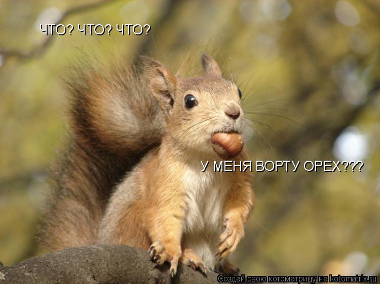 Котоматрица: ЧТО? ЧТО? ЧТО? У МЕНЯ ВОРТУ ОРЕХ???