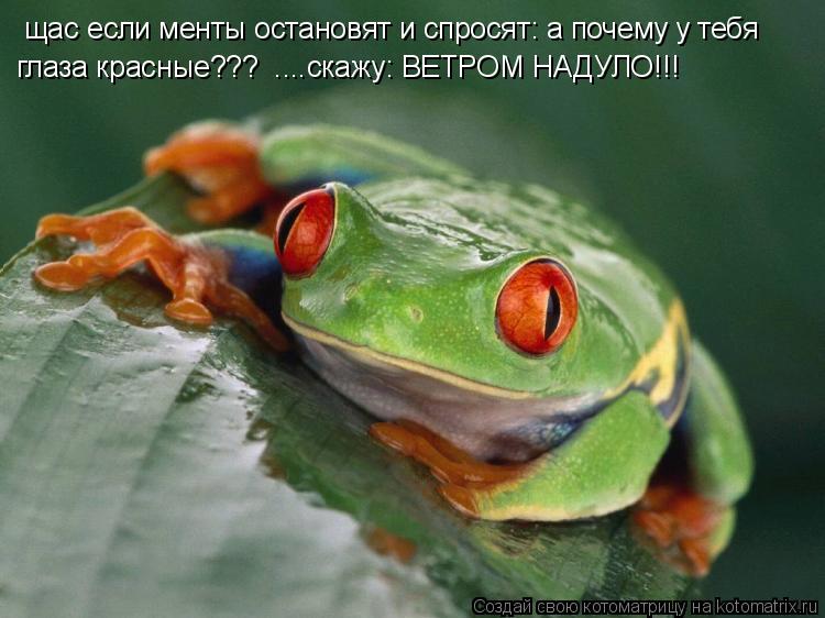 щас если менты остановят и спросят: а почему у тебя глаза красные??? ....скажу: ВЕТРОМ НАДУЛО!!!... Котоматрица: щас если менты остановят и спросят: а почему у тебя глаза красные??? ....скажу: ВЕТРОМ НАДУЛО!!!