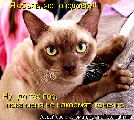 Котоматрица: Я объявляю голодовку!!!  Ну...до тех пор,  пока меня не накормят, конечно.