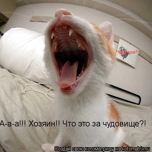 А-а-а!!! Хозяин!! Что это за чудовище?! Чудовище?... Котоматрица: А-а-а!!! Хозяин!! Что это за чудовище?! Чудовище?