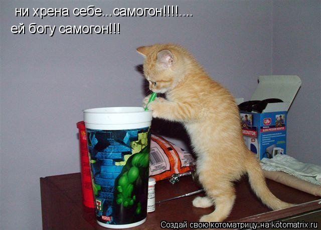 Котоматрица: ни хрена себе...самогон!!!!.... ей богу самогон!!!