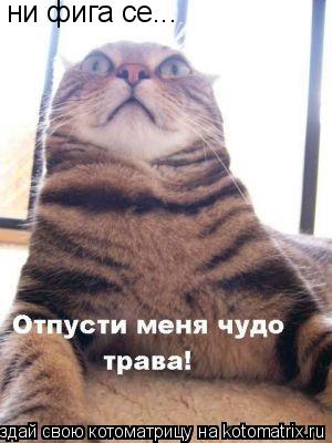 ни фига се...... Котоматрица: ни фига се...