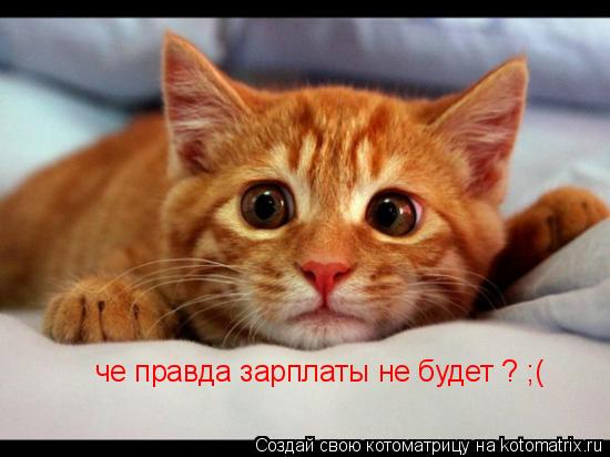 че правда зарплаты не будет ? ;(... Котоматрица: че правда зарплаты не будет ? ;(