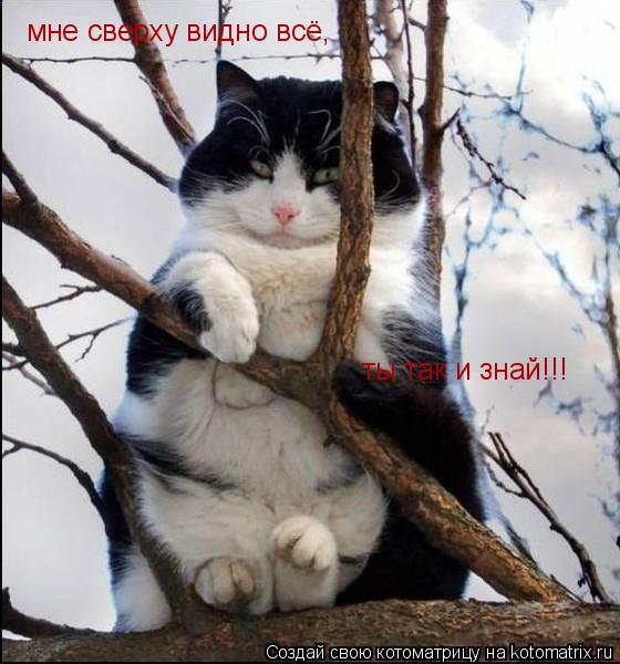 мне сверху видно всё, ты так и знай!!!... Котоматрица: мне сверху видно всё, ты так и знай!!!