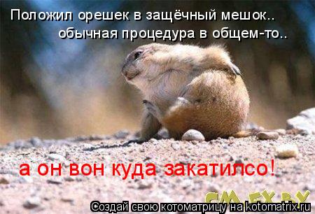 Котоматрица: Положил орешек в защёчный мешок.. обычная процедура в общем-то.. а он вон куда закатилсо!