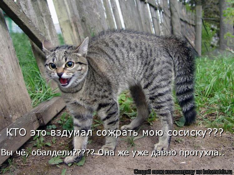 КТО это вздумал сожрать мою сосиску??? Вы чё, обалдели????? Она же уже давно протухла..... Котоматрица: КТО это вздумал сожрать мою сосиску??? Вы чё, обалдели????? Она же уже давно протухла..