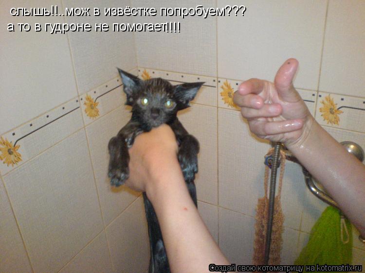 Котоматрица: слышь!!..мож в извёстке попробуем??? а то в гудроне не помогает !!!!