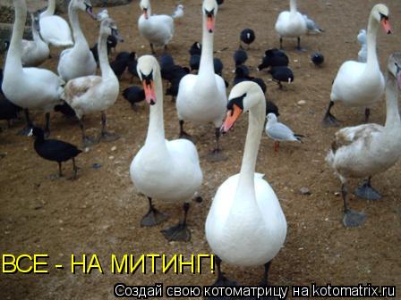 ВСЕ - НА МИТИНГ!... Котоматрица: ВСЕ - НА МИТИНГ!