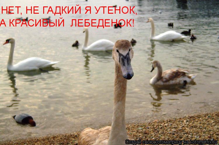 НЕТ, НЕ ГАДКИЙ Я УТЕНОК, А КРАСИВЫЙ ЛЕБЕДЕНОК!... Котоматрица: НЕТ, НЕ ГАДКИЙ Я УТЕНОК, А КРАСИВЫЙ ЛЕБЕДЕНОК!
