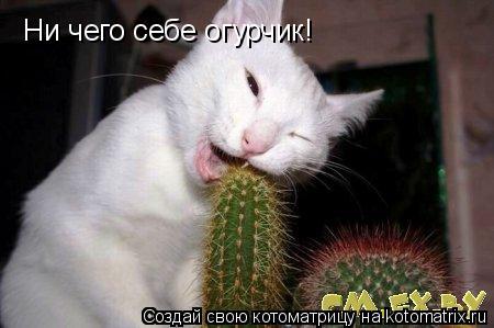 Ни чего себе огурчик!... Котоматрица: Ни чего себе огурчик!
