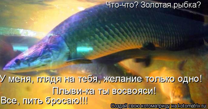 Котоматрица: Что-что? Золотая рыбка?  У меня, глядя на тебя, желание только одно! Плыви-ка ты восвояси! Все, пить бросаю!!!
