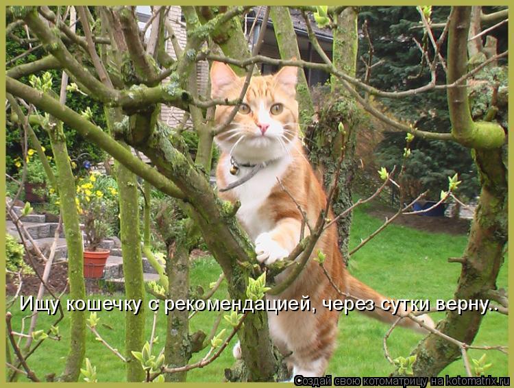 Ищу кошечку с рекомендацией, через сутки верну..... Котоматрица: Ищу кошечку с рекомендацией, через сутки верну..