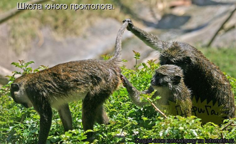 Школа юного проктолога.... Котоматрица: Школа юного проктолога.