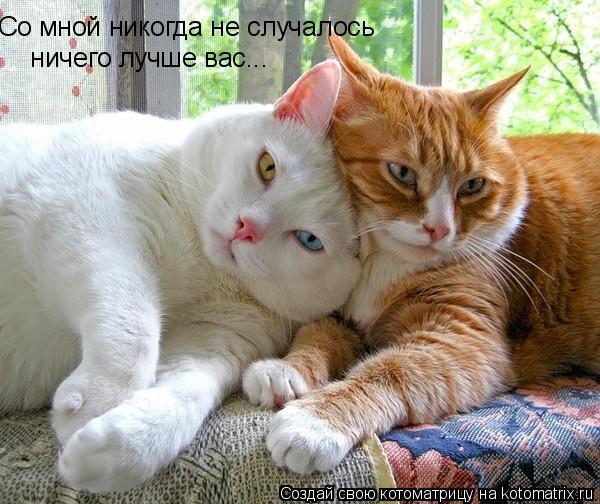 Со мной никогда не случалось ничего лучше вас...... Котоматрица: Со мной никогда не случалось ничего лучше вас...