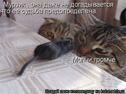 Котоматрица: Мурзик , она даже не догадывается  что её судьба предопределена. Молчи громче.