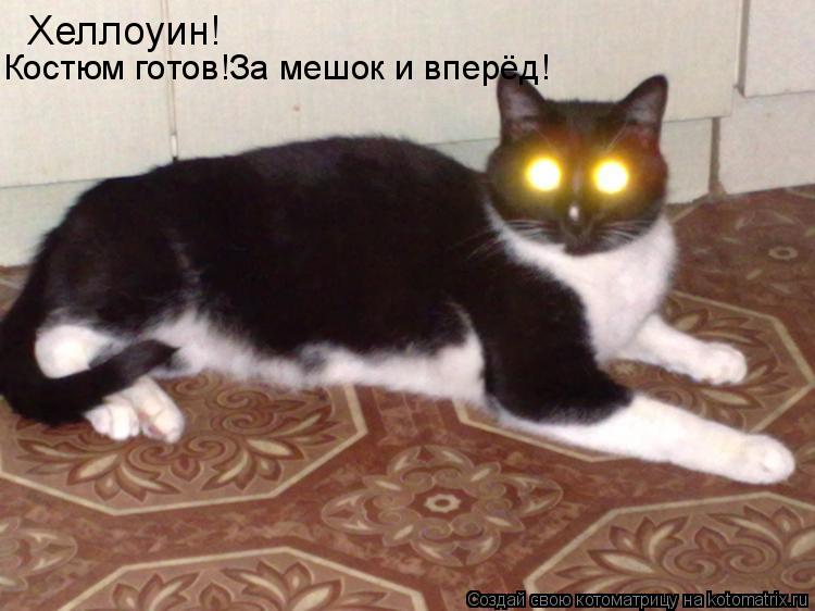 Котоматрица: Хеллоуин! Костюм готов!За мешок и вперёд!