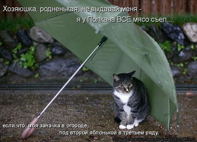 Хозяюшка, родненькая, не выдавай меня - я у Полкана ВСЕ мясо съел.... если что, моя заначка в огород... Котоматрица: Хозяюшка, родненькая, не выдавай меня - я у Полкана ВСЕ мясо съел.... если что, моя заначка в огороде, под второй яблонькой в третьем ряду.