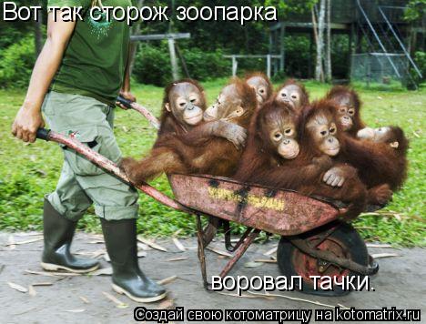 Вот так сторож зоопарка воровал тачки.... Котоматрица: Вот так сторож зоопарка воровал тачки.