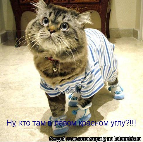 Ну, кто там в левом красном углу?!!!... Котоматрица: Ну, кто там в левом красном углу?!!!