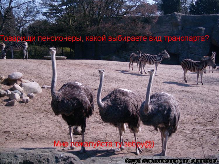 Котоматрица: Товарищи пенсионеры, какой выбираете вид транспарта? Мне пожалуйста ту зебру@)