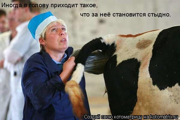 Котоматрица: Иногда в голову приходит такое,  что за неё становится стыдно.