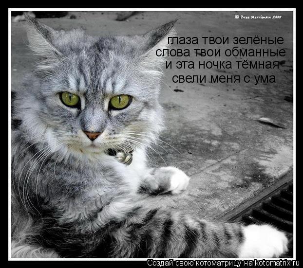 Котоматрица: глаза твои зелёные слова твои обманные и эта ночка тёмная свели меня с ума