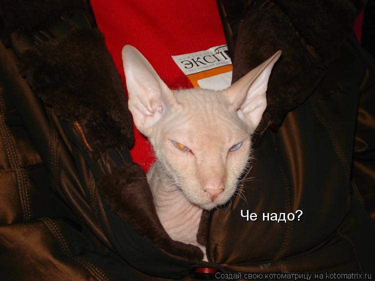 Котоматрица: Че надо?