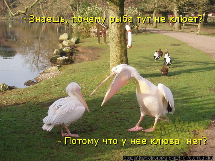 - Потому что у нее клюва нет? - Знаешь, почему рыба тут не клюет?... Котоматрица: - Потому что у нее клюва нет? - Знаешь, почему рыба тут не клюет?